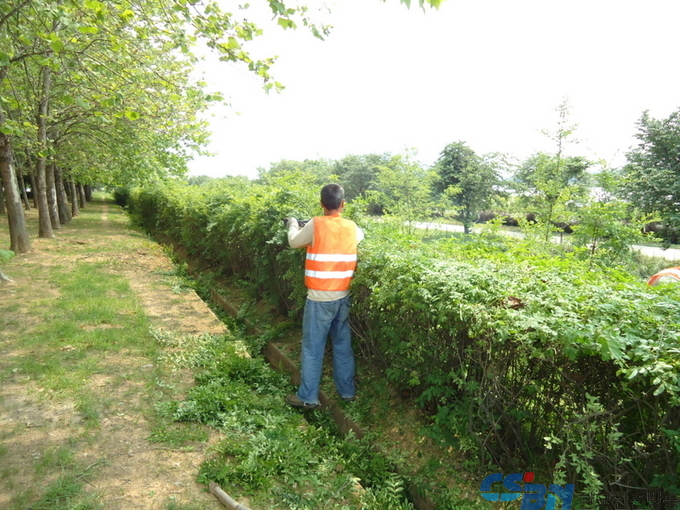 쥐똥나무 및 관목류 등 전정작업 시행