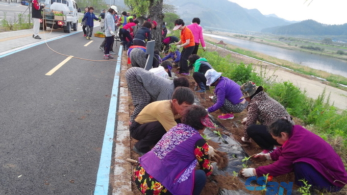단월강변 백일홍 꽃길 조성