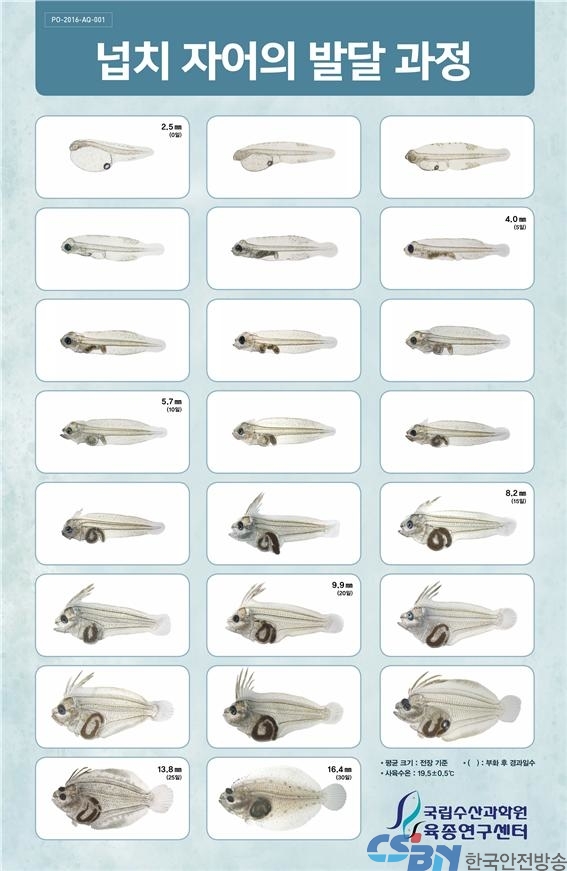 넙치 자어의 발달 과정
