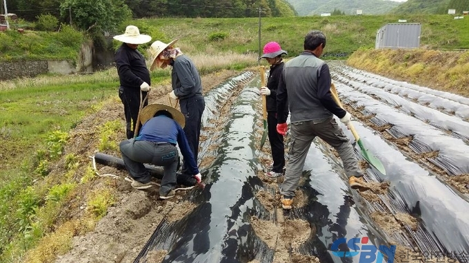 계룡시, 영농철 농촌 일손 돕기 구슬땀